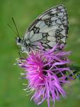 Melanargia galathea