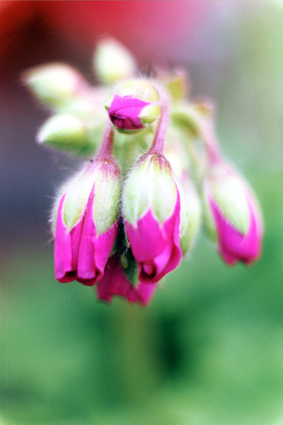 pelargonia