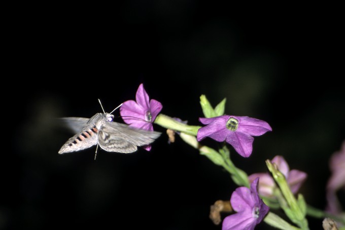 Zawisak powojowiec - Agrius convolvuli