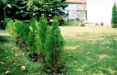 Thuja