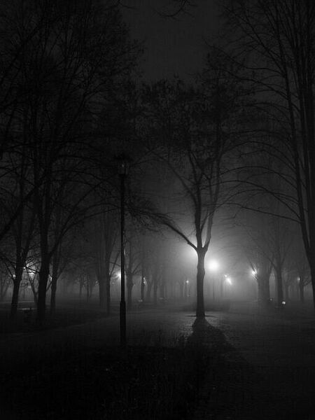 Park nocą