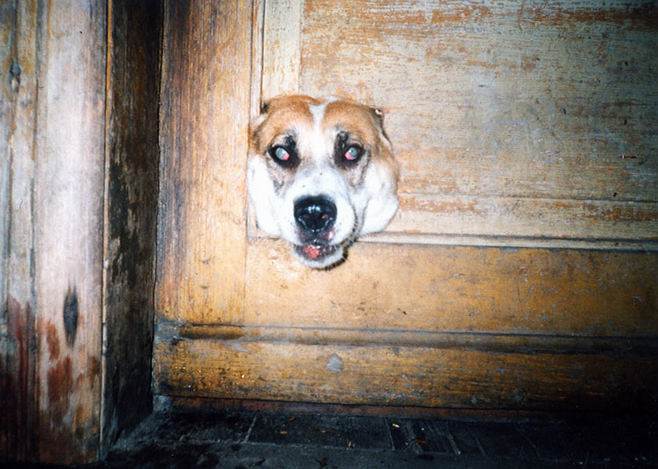 THE HEAD ON THE DOOR-czyli nie przeleziesz przez kocią dziurę...