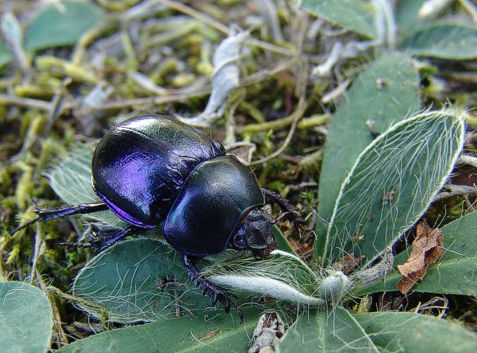 żuk wiosenny - Geotrupes vernalis