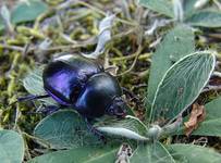 żuk wiosenny - Geotrupes vernalis