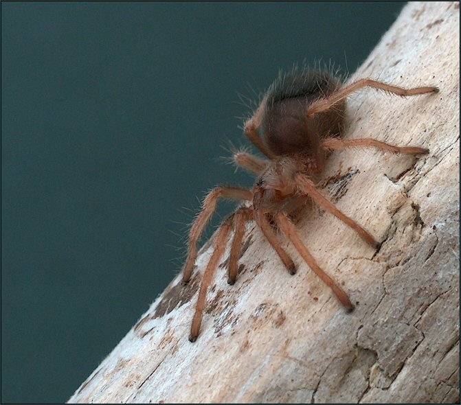 Brachypelma boehmei