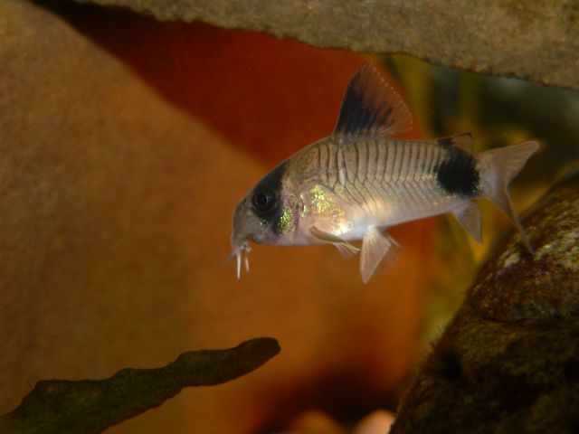 Corydoras panda