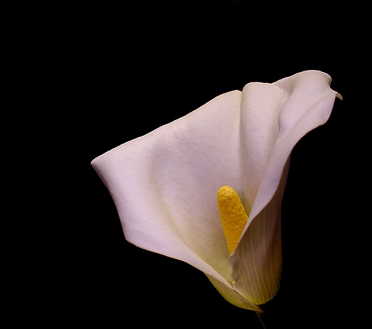  Calla