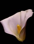  Calla