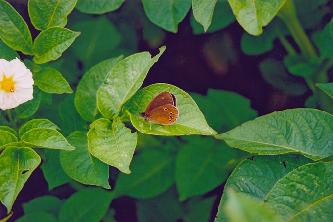 Motyl