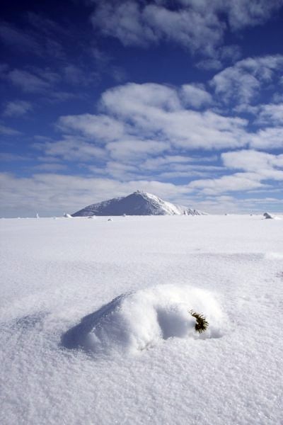 Śnieżka