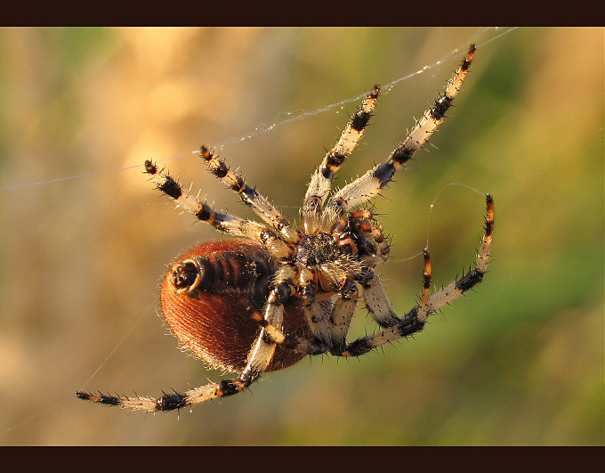 Krzyżak ogrodowy (Areneus diadematus)