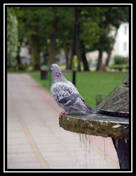 Gołąbek