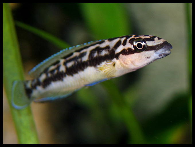 Julidochromis transcriptus