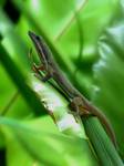 phelsuma :)