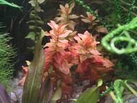 Rotala wspaniała (Rotala macrandra)