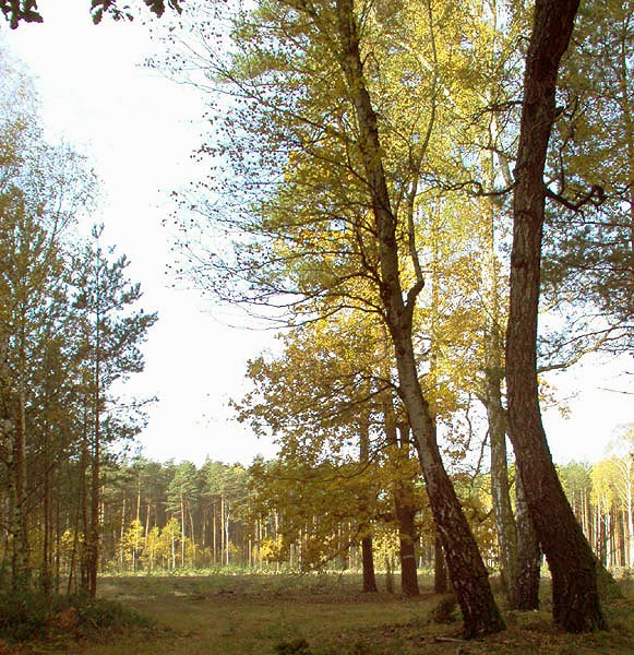 spacerując jesiennie