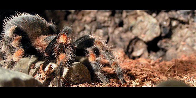 Brachypelma smithi