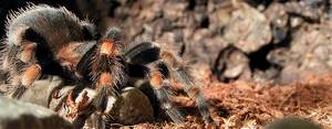 Brachypelma smithi