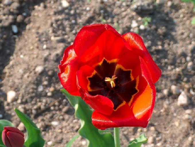 Tulipanek