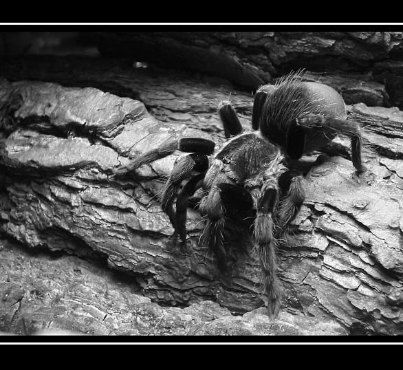 Brachypelma Vagans