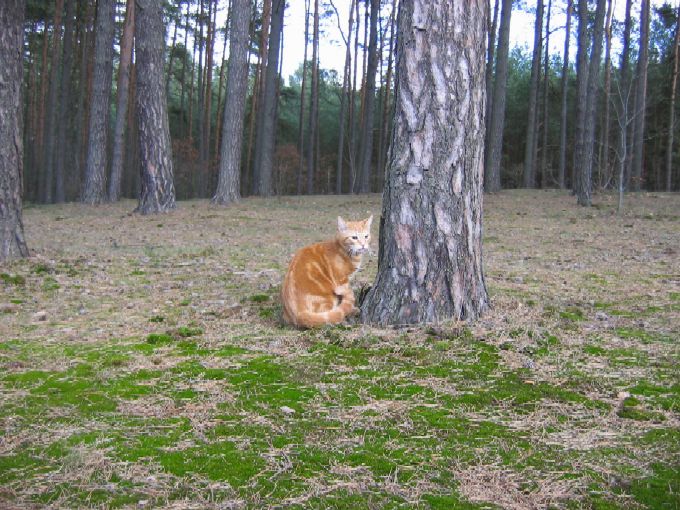 tygrys zachodniopomorski