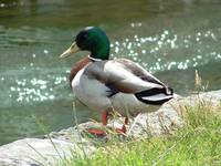 Irish Duck