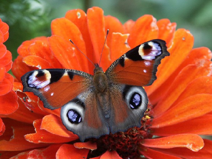 motyl