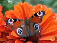 motyl