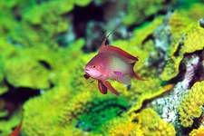 Anthias