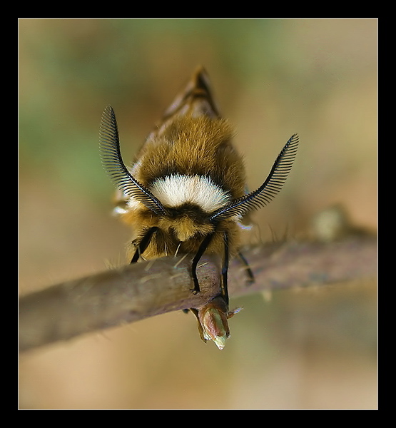 Endromis versicolora