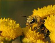 Pszczoła miodna (Apis mellifera)