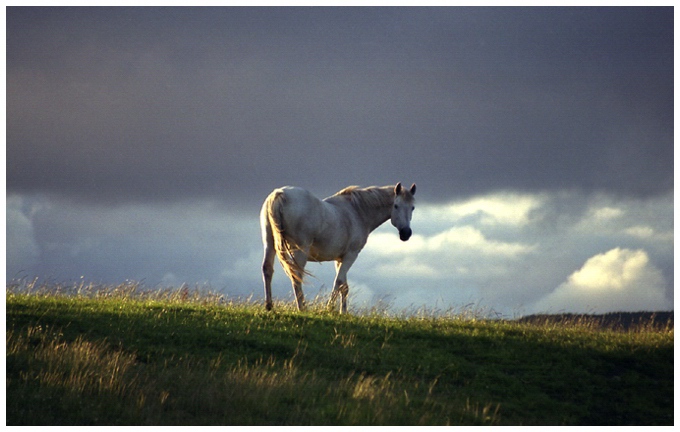 Konik