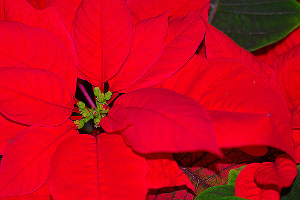 Poinsettia (Euphorbia Pulcherrima)