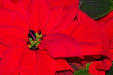 Poinsettia (Euphorbia Pulcherrima)