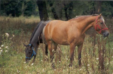 Santana & Tandil