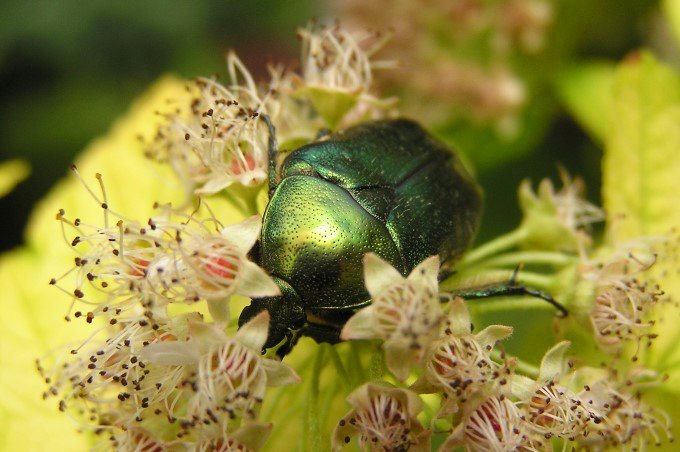 Zielony pancernik