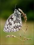 Polowiec szachownica (Melanargia galathea)