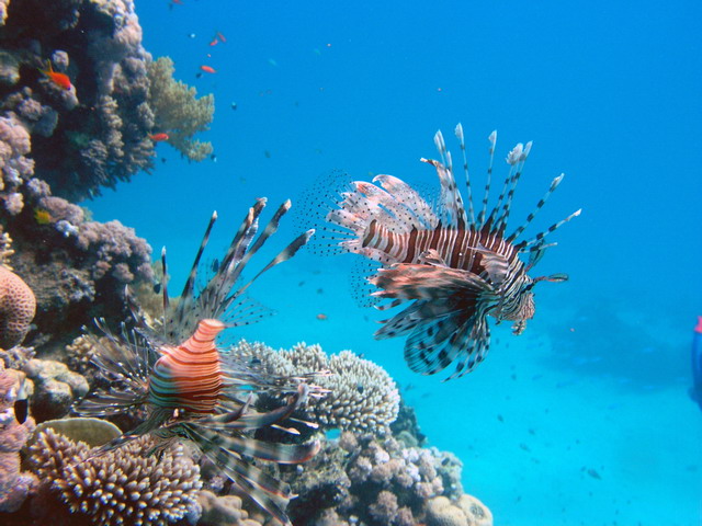 Lionfish