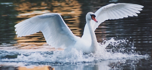 Łabędź