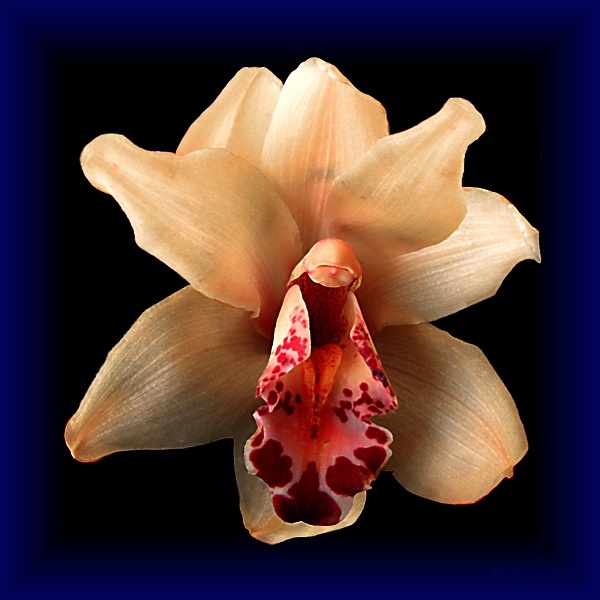 Orchidea