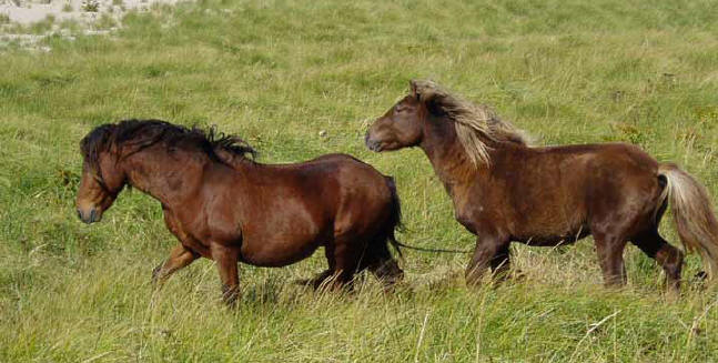 Horses in the feild