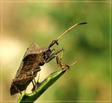 Glinik lulkarz (Corizus hyoscyami)