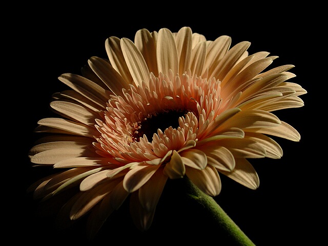  Gerbera