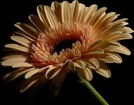  Gerbera