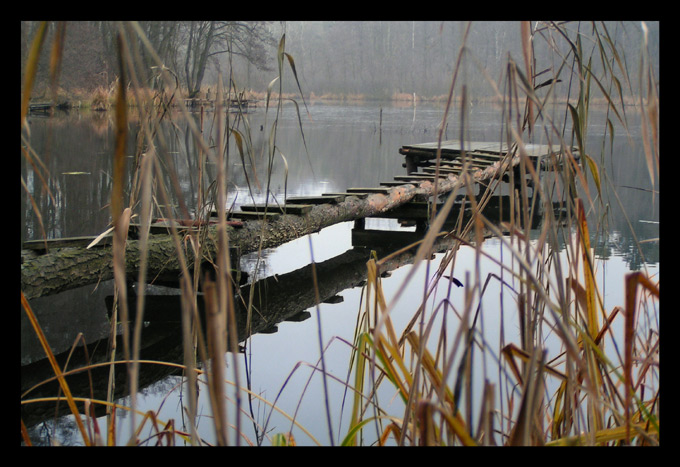 ...marzenia wędkarza...