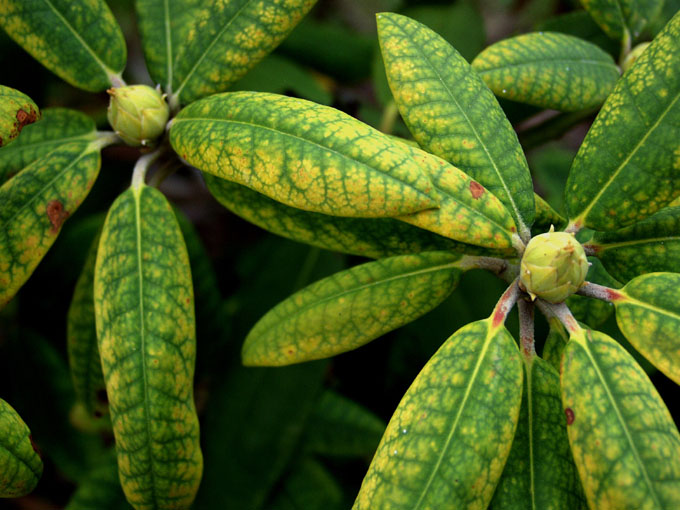 rododendron