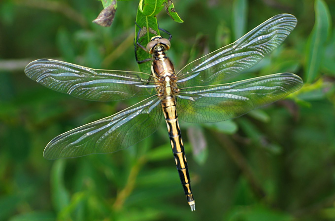 Lecicha bialoznaczna