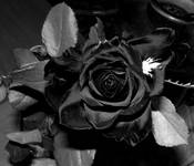 black rose