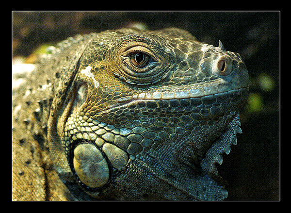 iguana