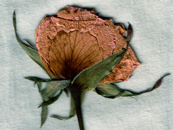 rose in scan